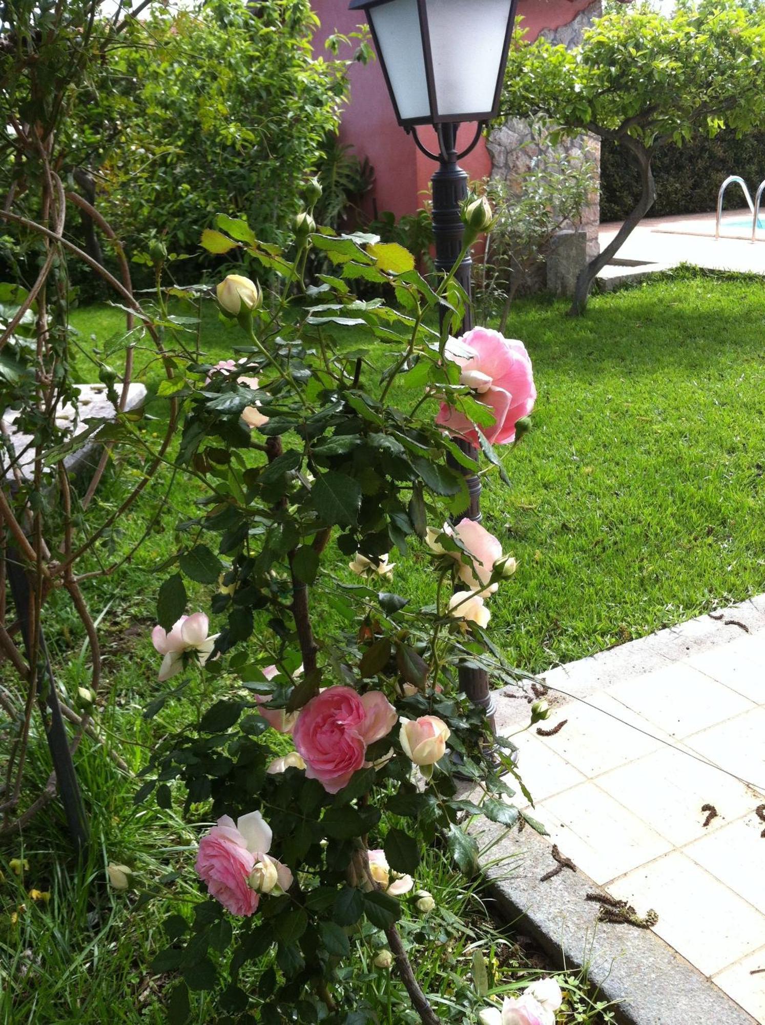 Il Giardino Segreto Bed and Breakfast Trappitello Eksteriør billede
