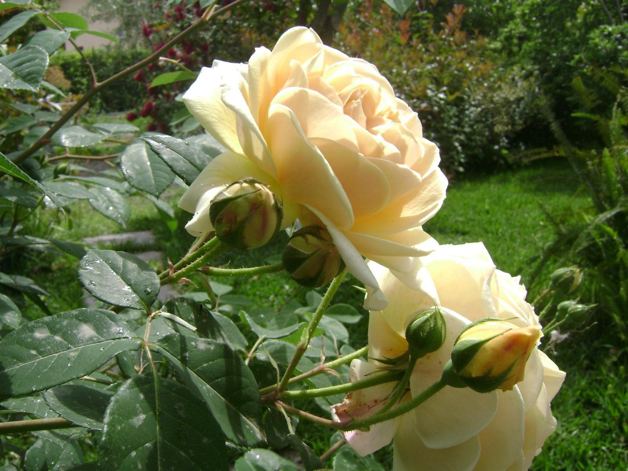Il Giardino Segreto Bed and Breakfast Trappitello Værelse billede